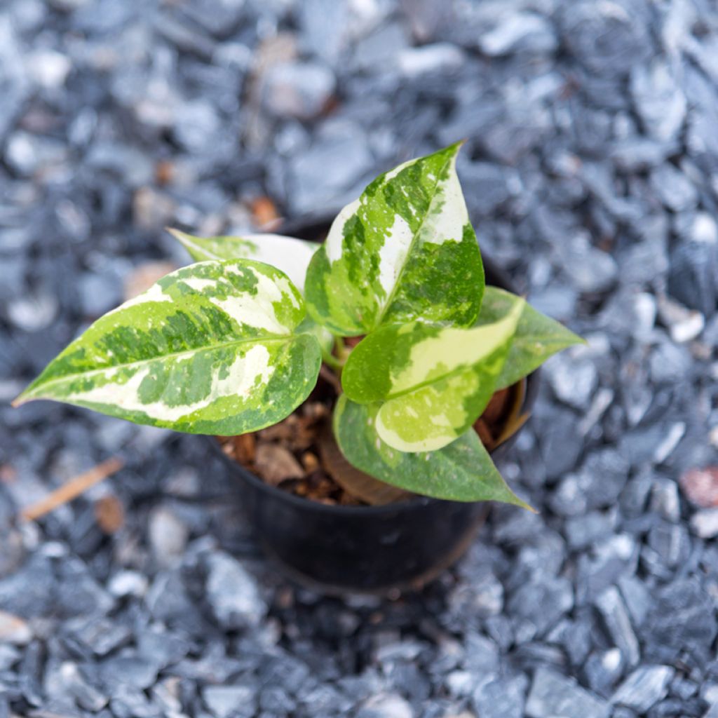 Anthurium Renaissance Variegata