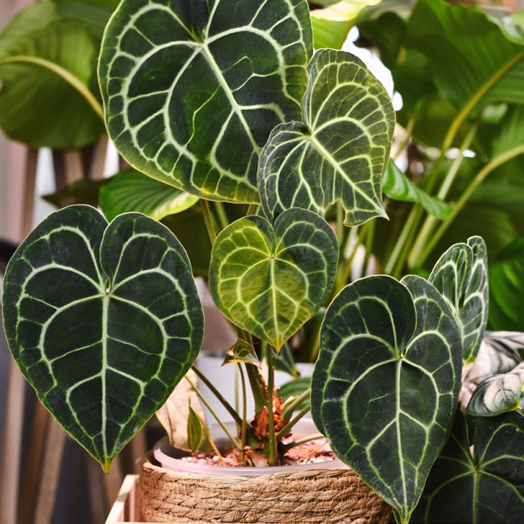 Anthurium clarinervium