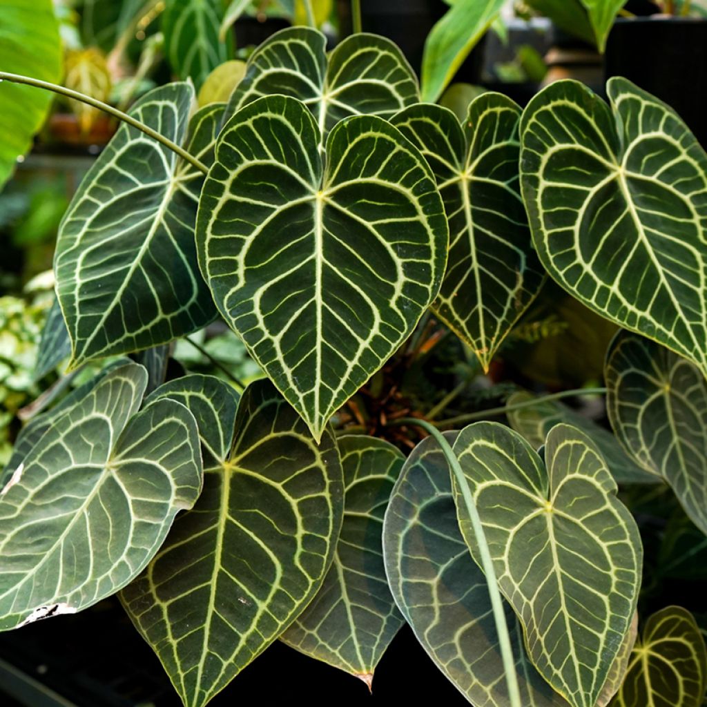 Anthurium clarinervium