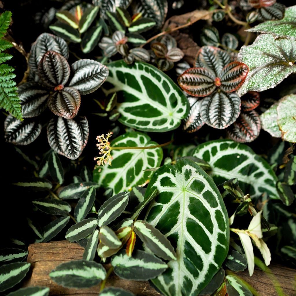 Anthurium crystallinum