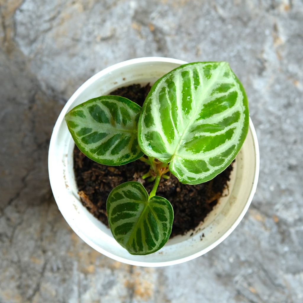 Anthurium crystallinum Crystal Hope
