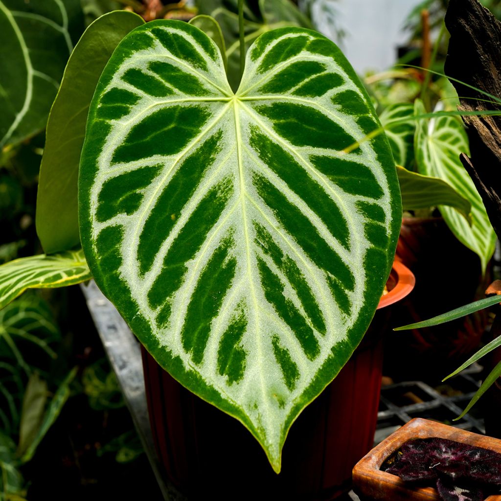 Anthurium crystallinum Crystal Hope