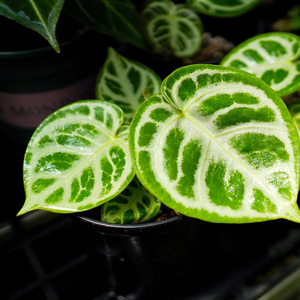 Anthurium crystallinum Crystal Hope