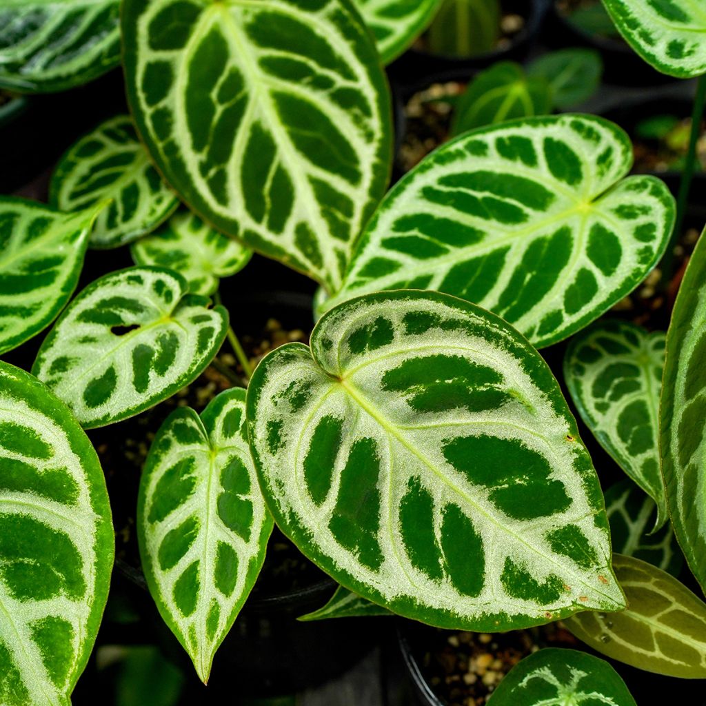 Anthurium crystallinum Crystal Hope