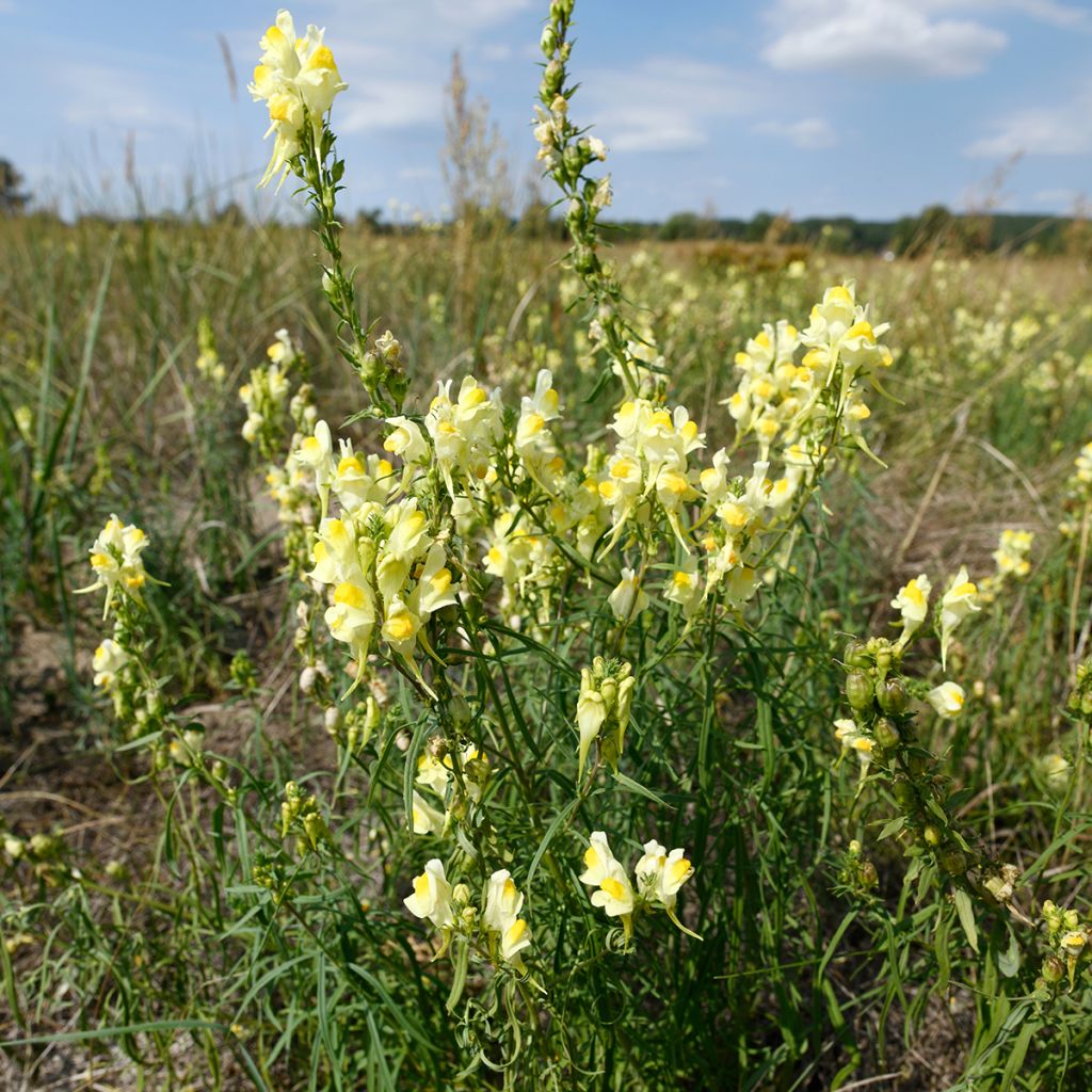 Antirrhinum braun-blanquetii - Bocas-de-lobo-de-trás-os-montes