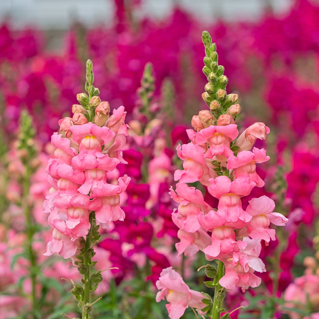 Antirrhinum Pretty in Pink