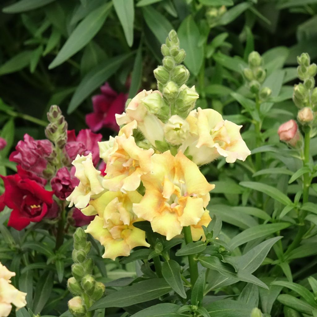 Antirrhinum Sweet Duet Citrus em sementes