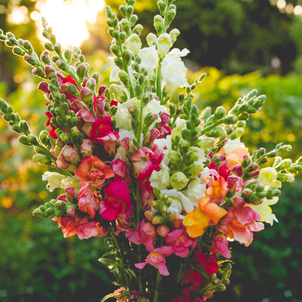 Antirrhinum Maximum varié em sementes