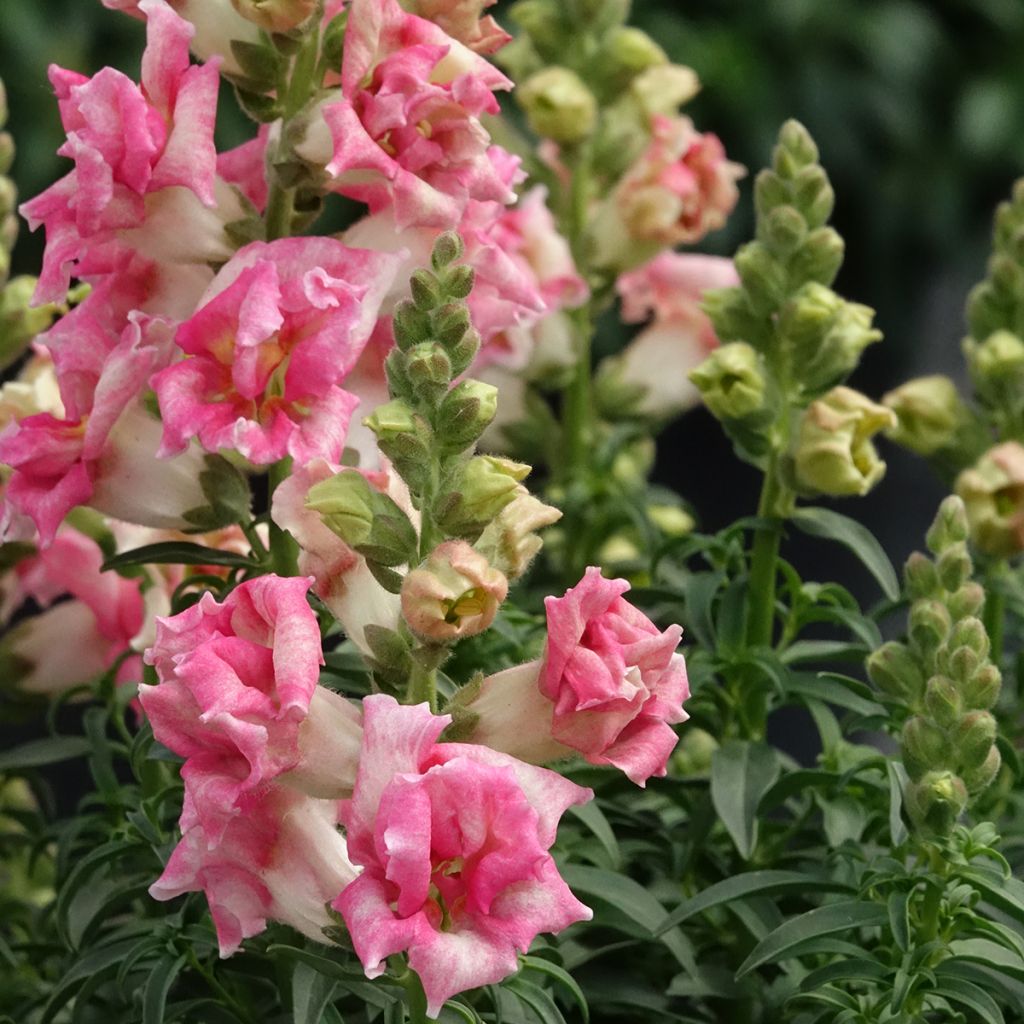 Antirrhinum Sweet Duet Appleblossom em sementes