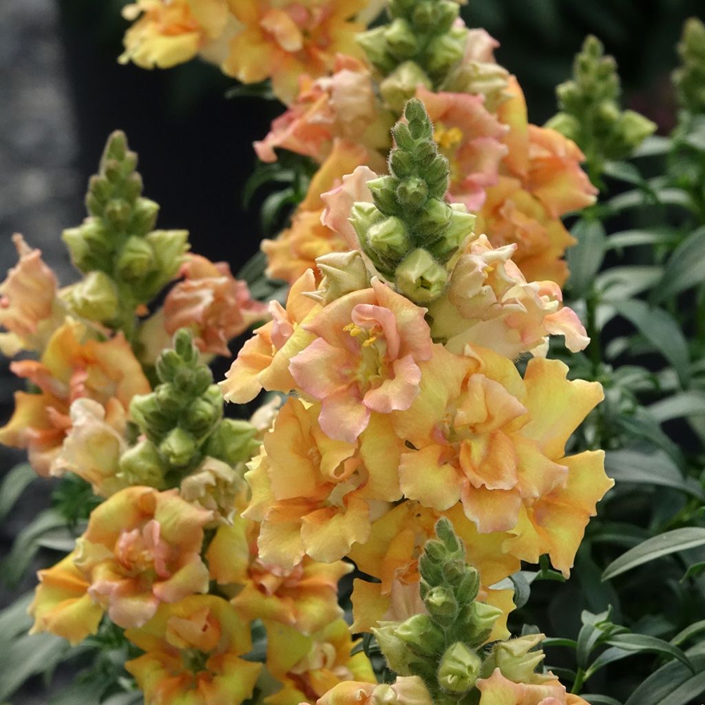 Antirrhinum Sweet Duet Citrus em sementes