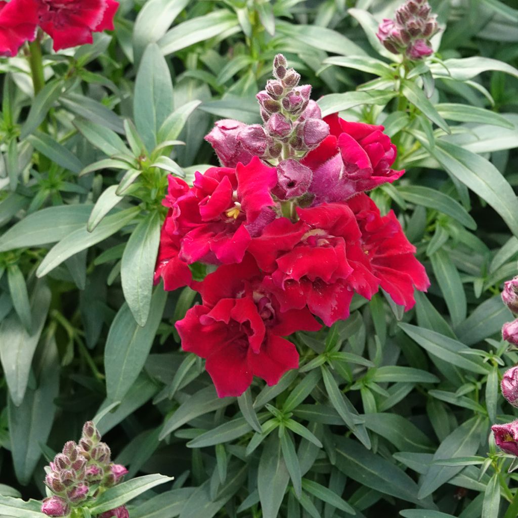 Antirrhinum Sweet Duet Deep Red em sementes