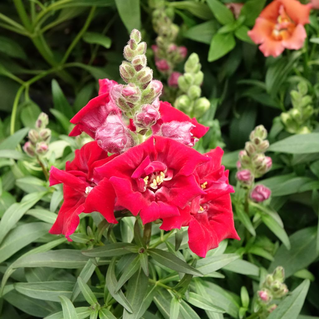 Antirrhinum Sweet Duet Deep Red em sementes
