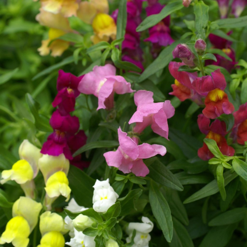 Antirrhinum pumilum Emerald Isles em sementes