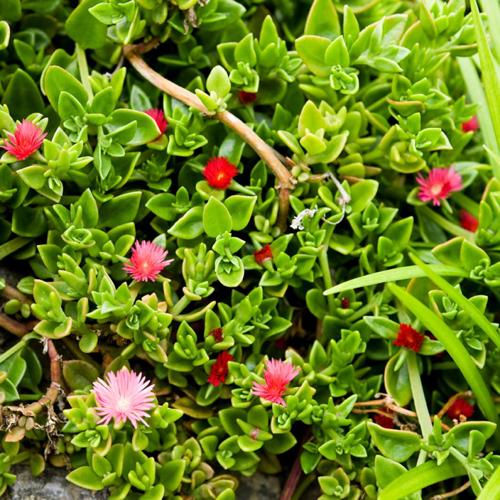Aptenia cordifolia - Ficoide ou Apténie à feuilles en coeur