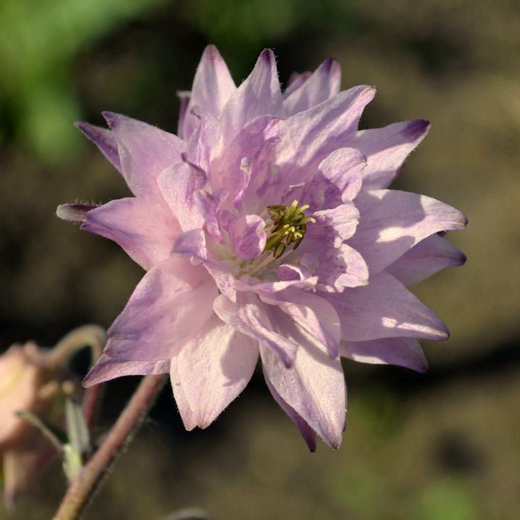 Aquilégia vulgaris var. stellata Rose Barlow