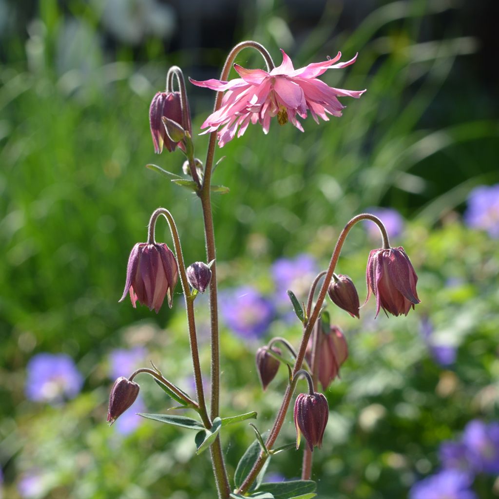 Aquilégia vulgaris var. stellata Rose Barlow