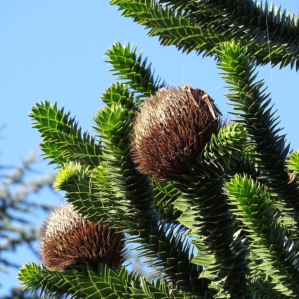 Araucaria araucana