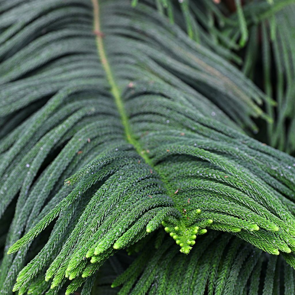 Araucaria heterophylla
