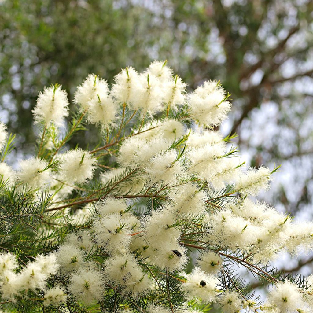 Melaleuca alternifolia