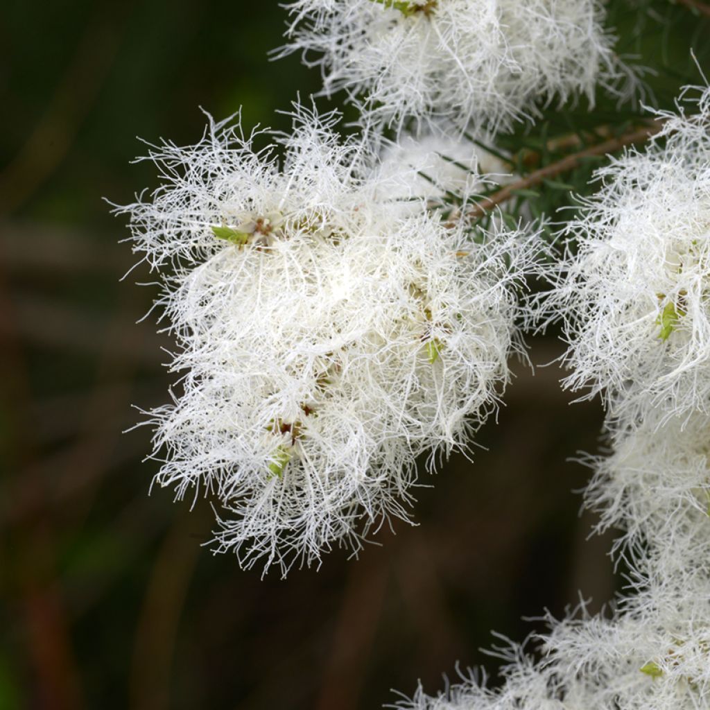 Melaleuca alternifolia
