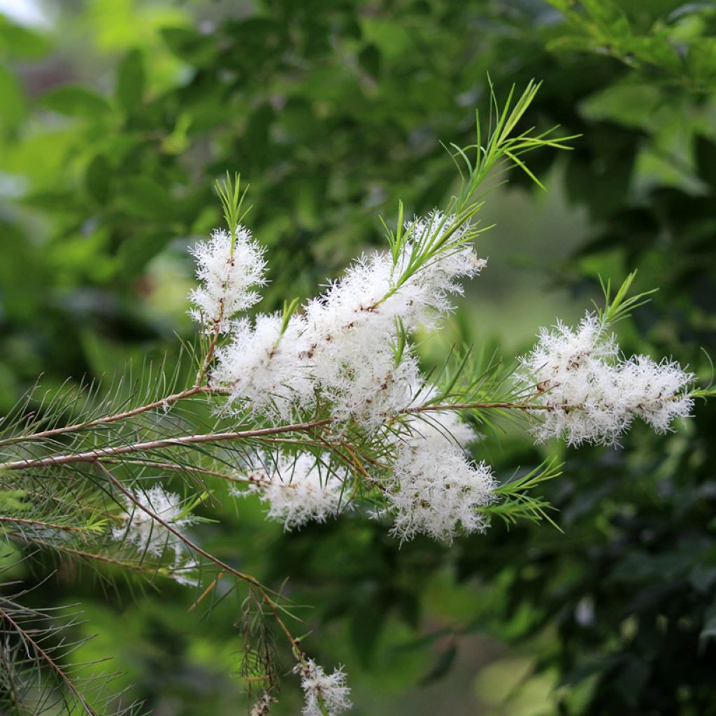 Melaleuca alternifolia