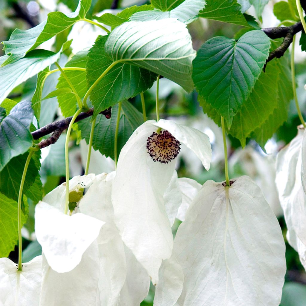 Davidia involucrata