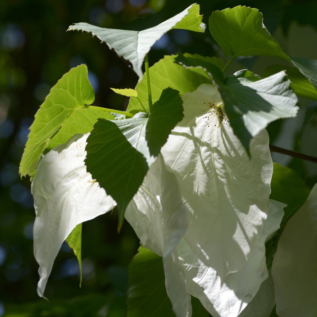Davidia involucrata