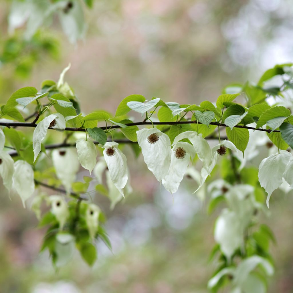 Davidia involucrata