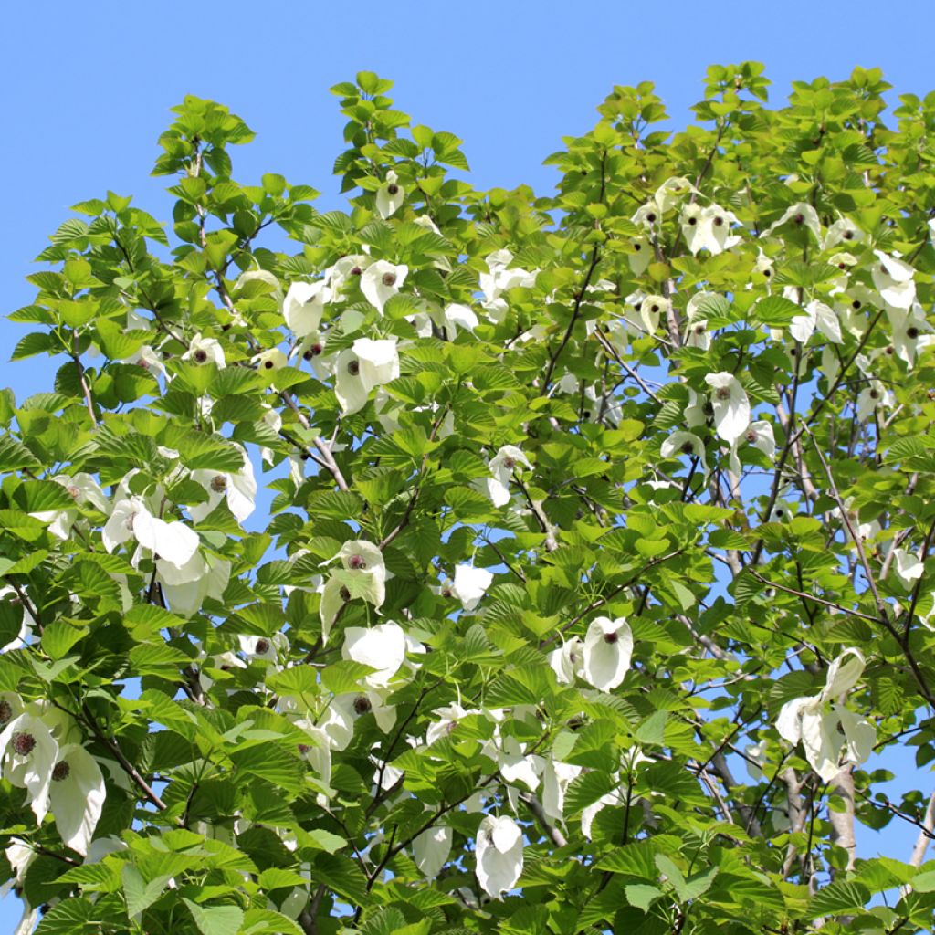 Davidia involucrata