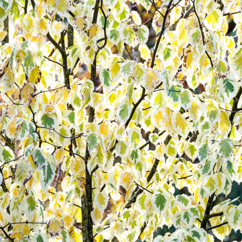 Davidia involucrata Lady Sunshine