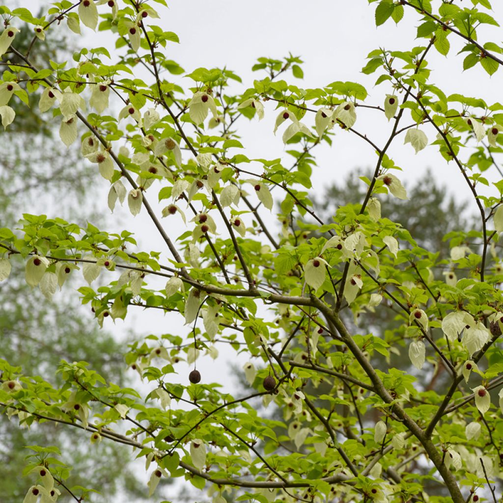 Davidia involucrata var. vilmoriniana