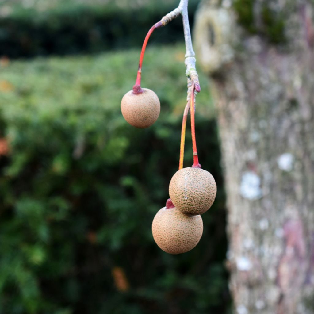 Davidia involucrata var. vilmoriniana