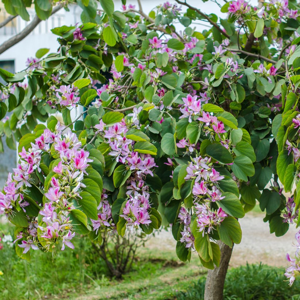Bauhinia variegata