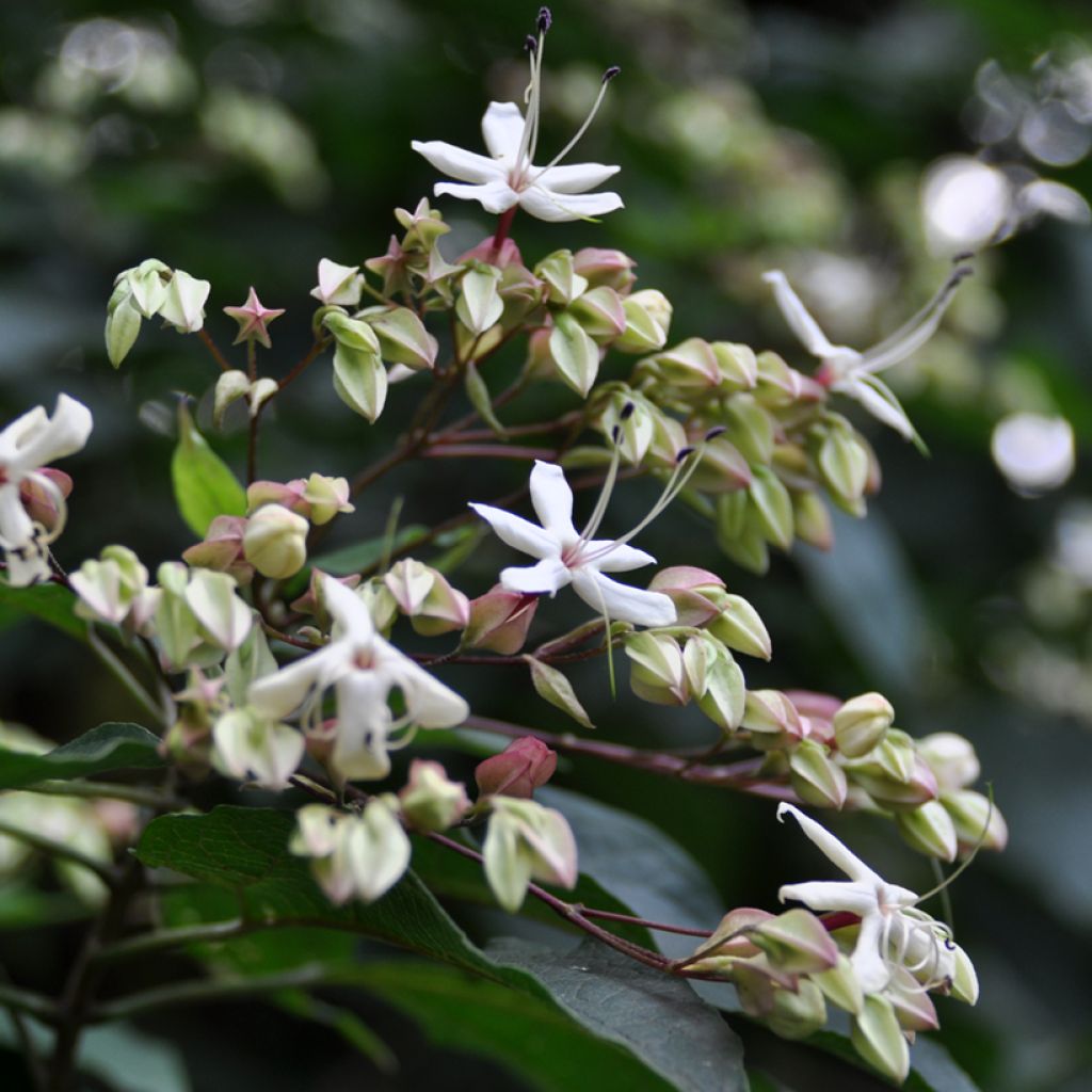Clerodendro trichotomum Fargesii'