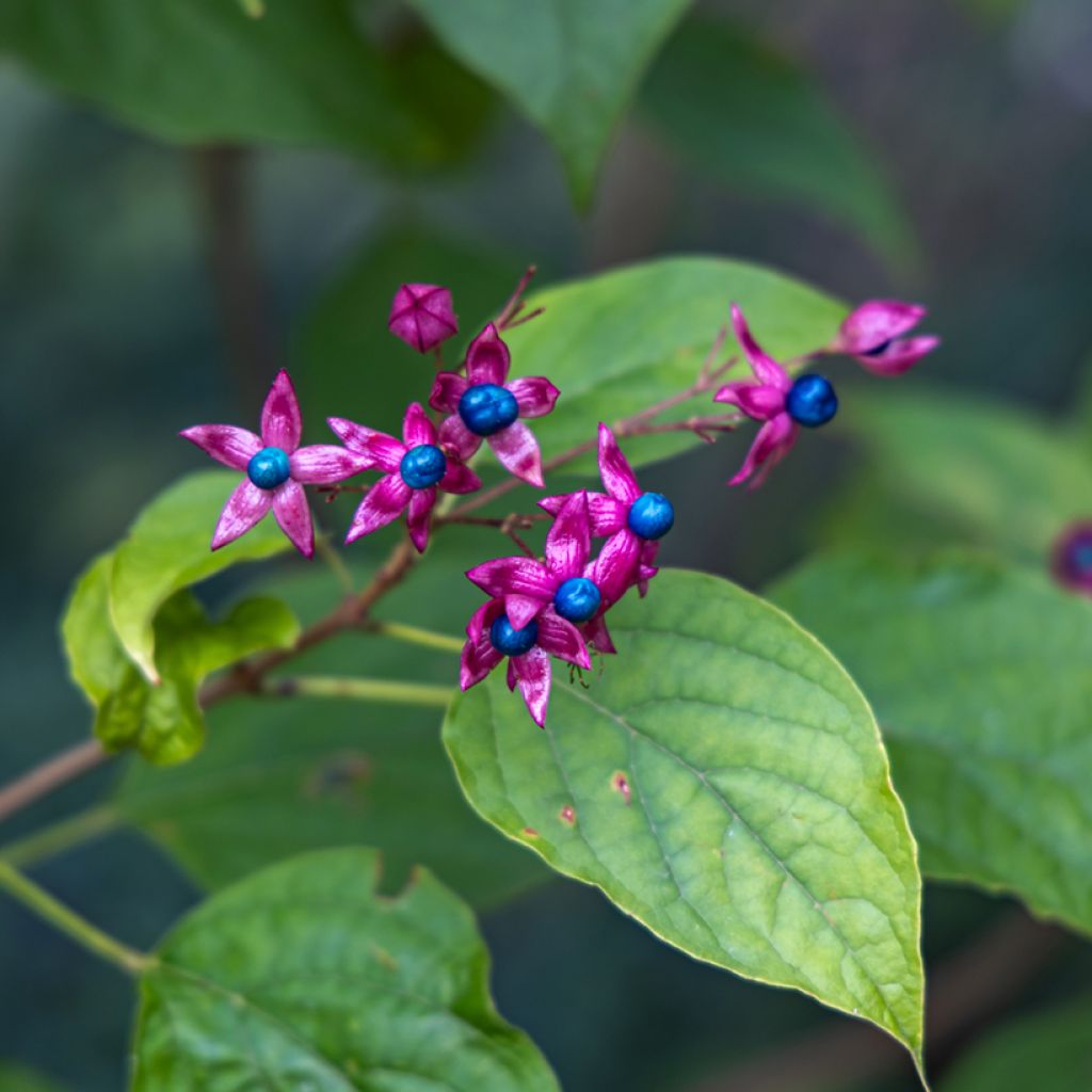 Clerodendro trichotomum Fargesii'