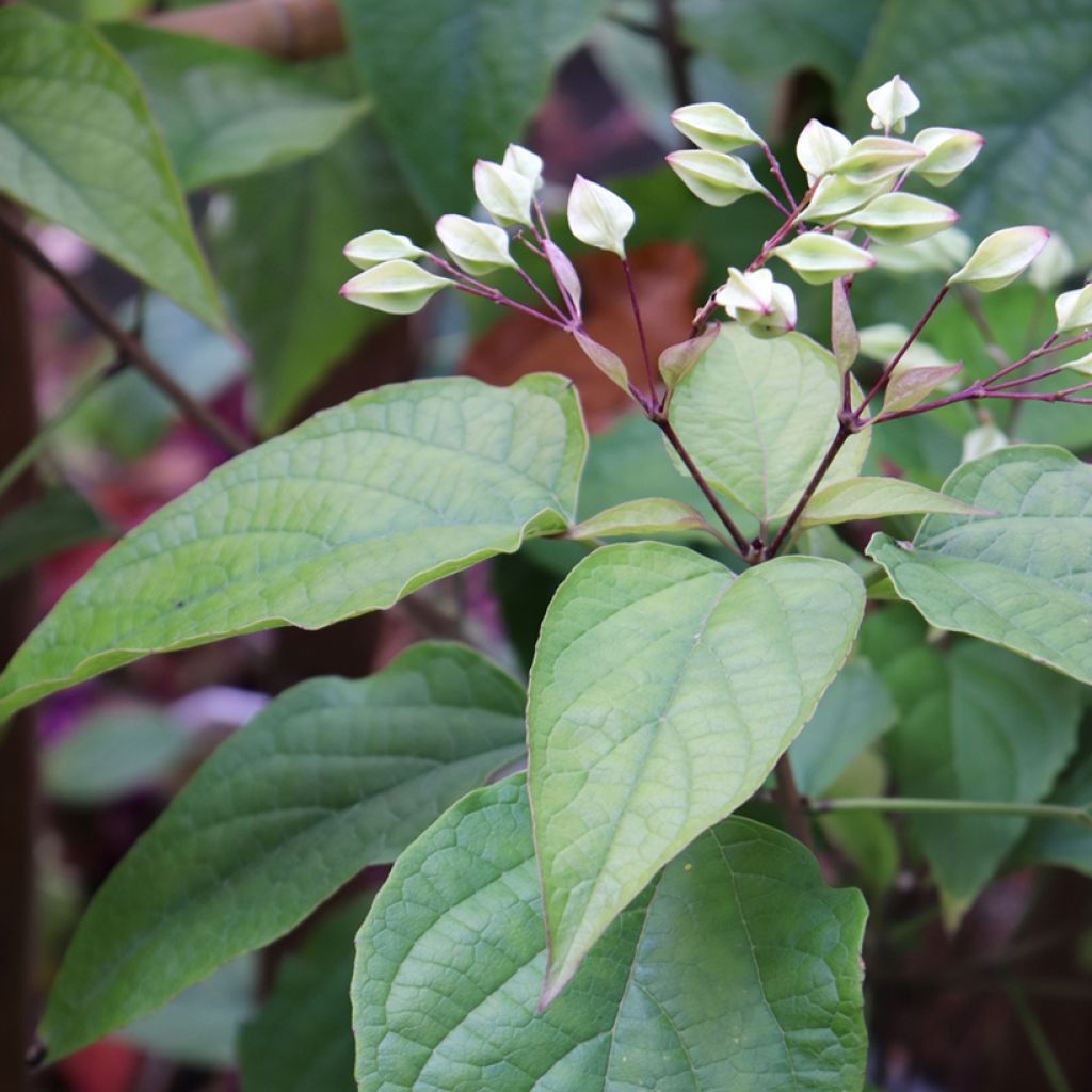 Clerodendro trichotomum Fargesii'