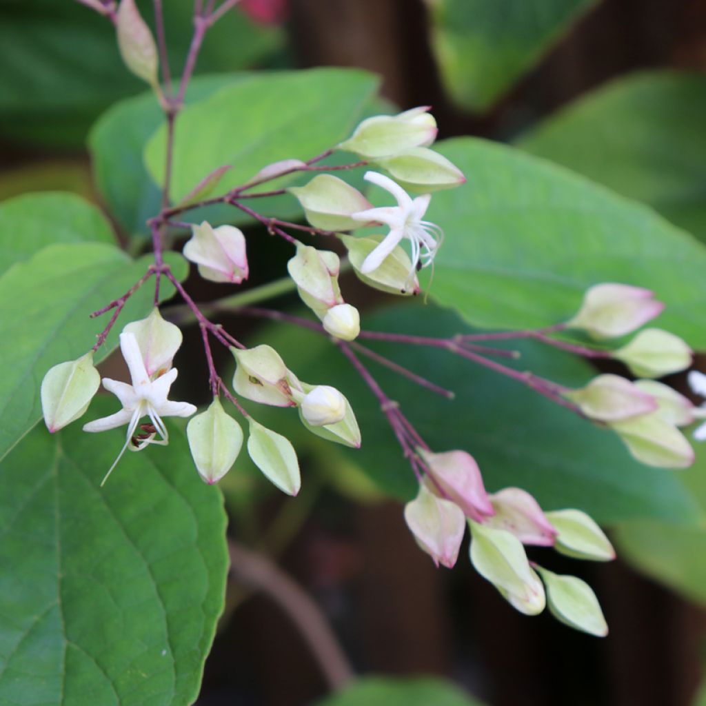 Clerodendro trichotomum Fargesii'