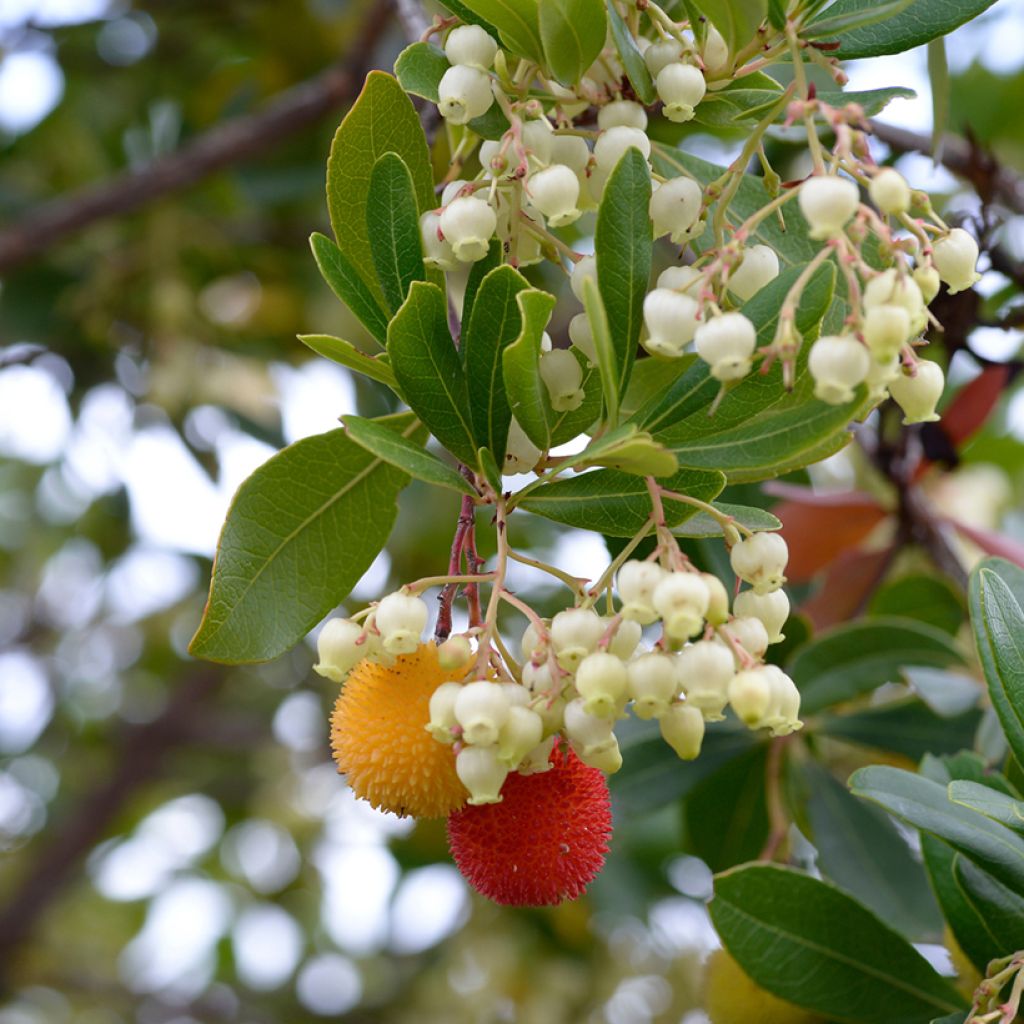 Medronheiro - Arbutus unedo