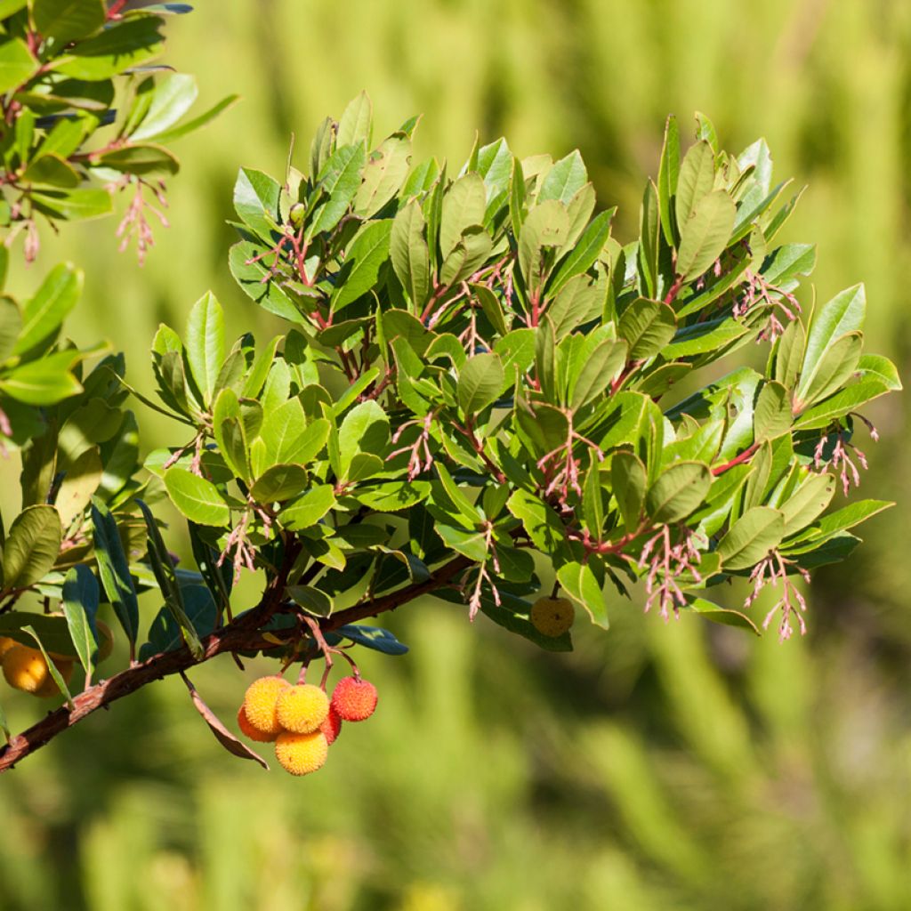 Medronheiro Atlantic - Arbutus unedo