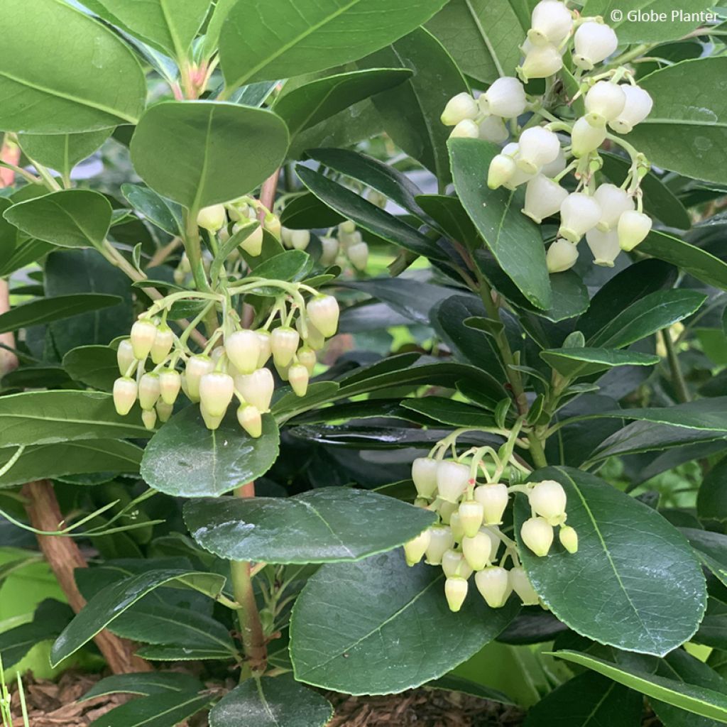 Medronheiro Peace and Love