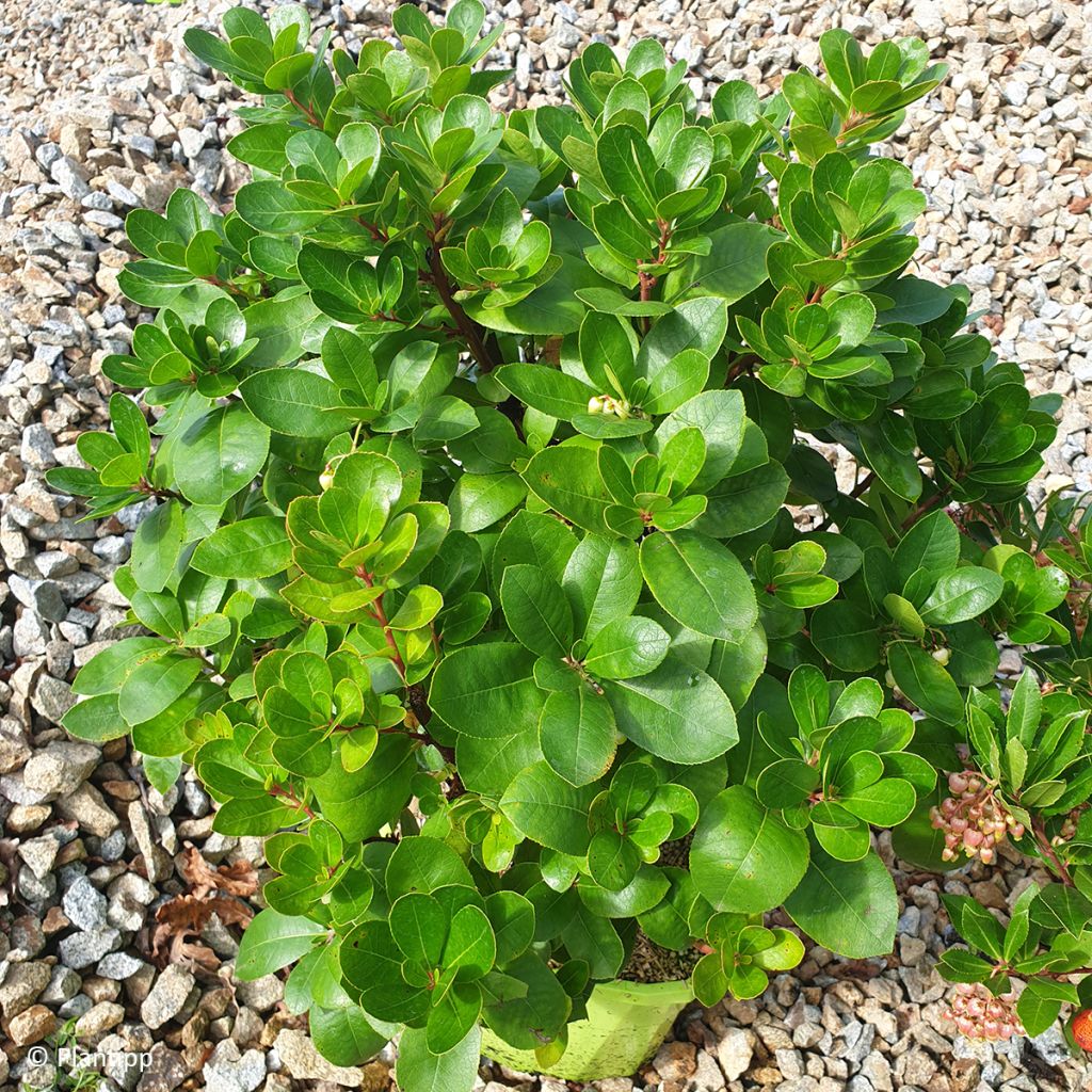 Medronheiro Peace and Love