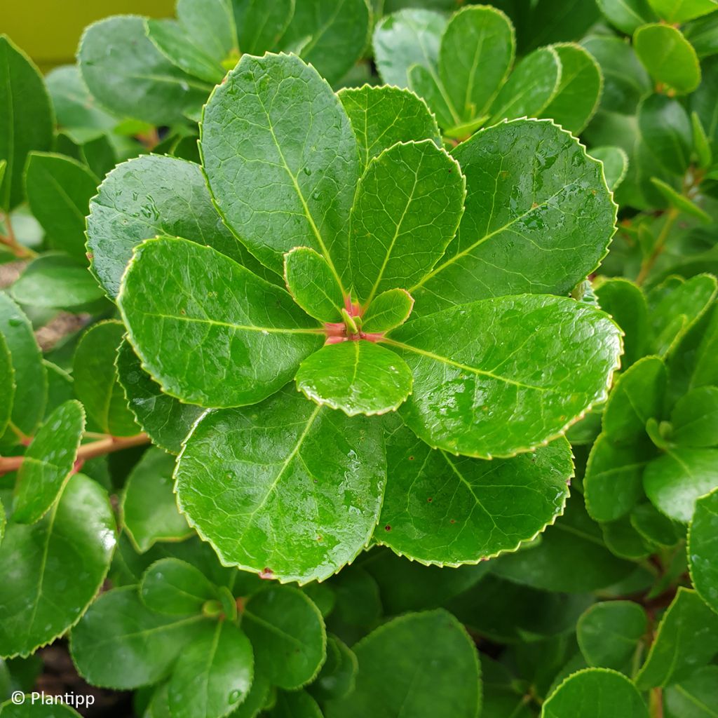 Medronheiro Peace and Love