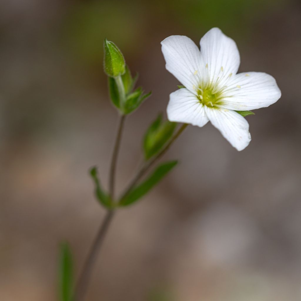 Arenaria montana
