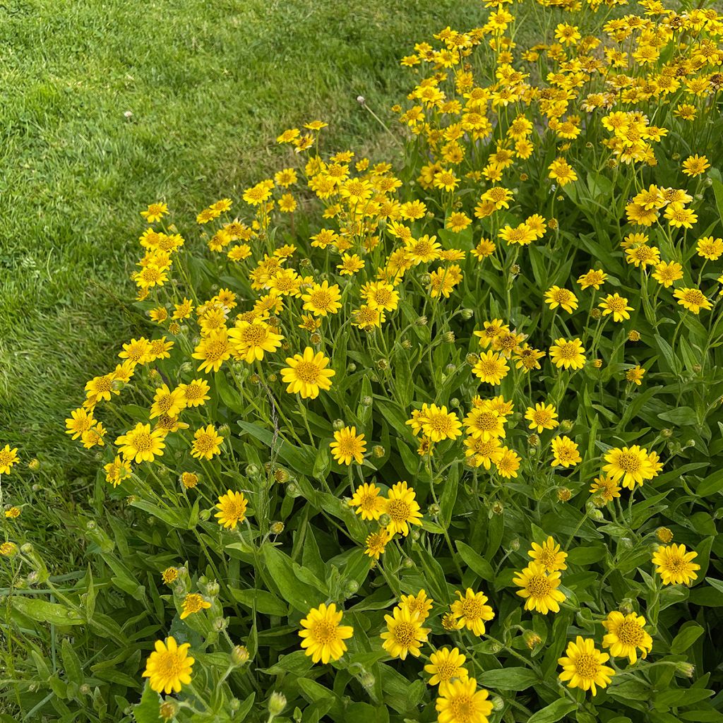 Arnica chamissonis