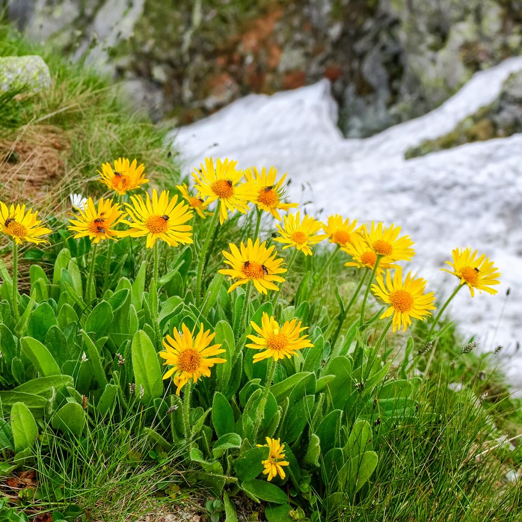 Arnica Bio - Arnica montana