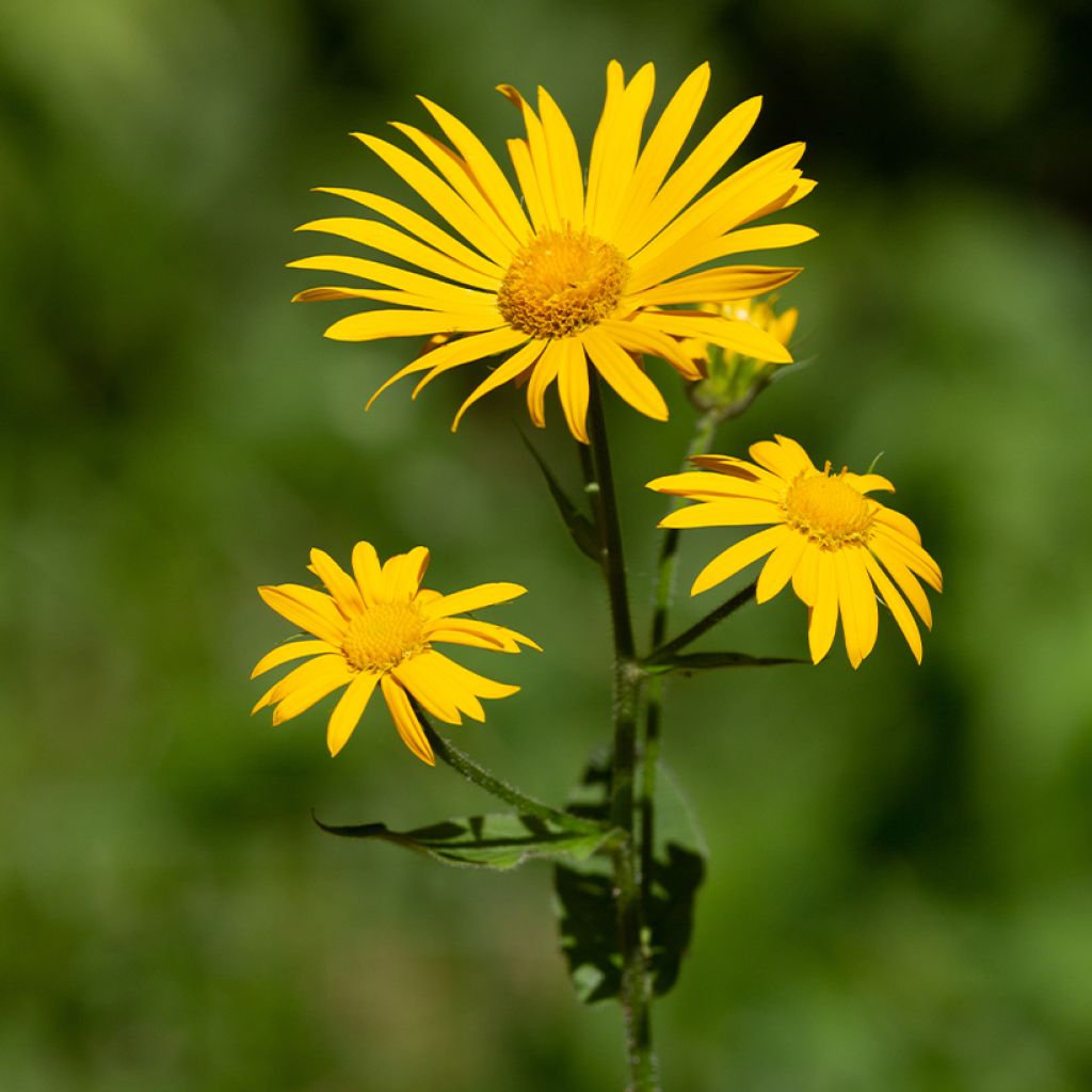 Arnica montana sementes - Tabaco-dos-saboianos