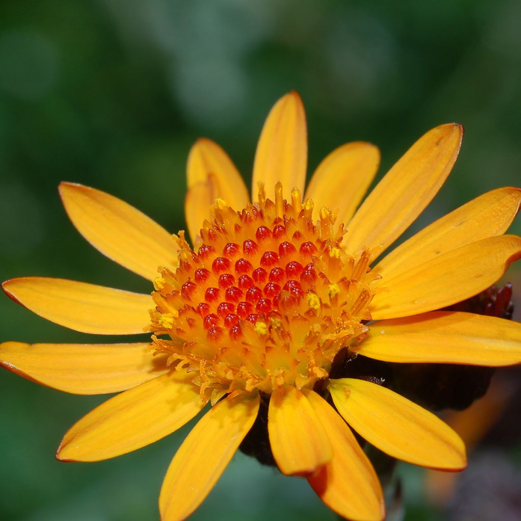 Arnica - Arnica montana