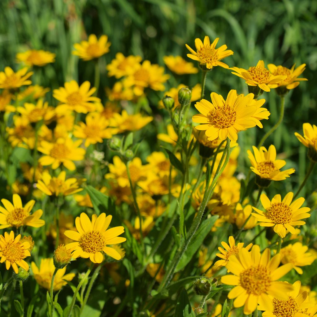 Arnica - Arnica montana