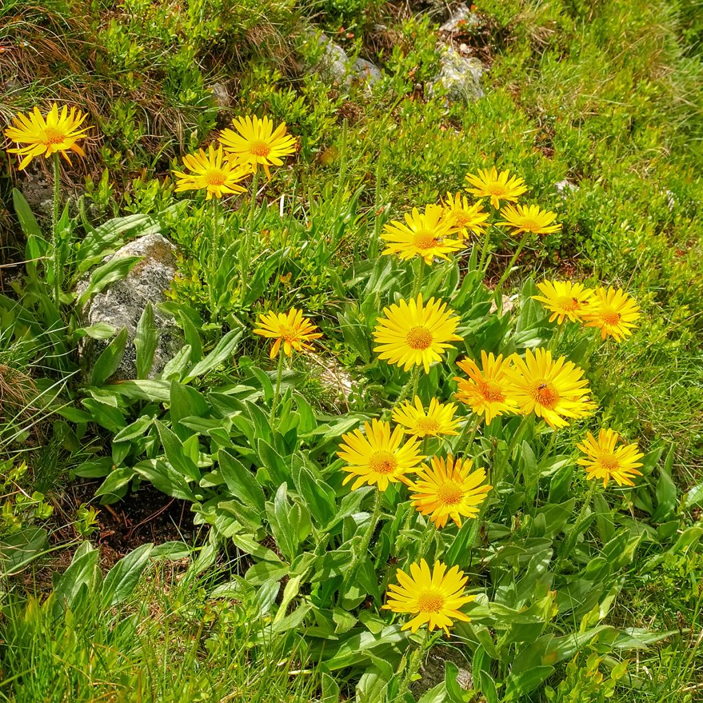Arnica - Arnica montana