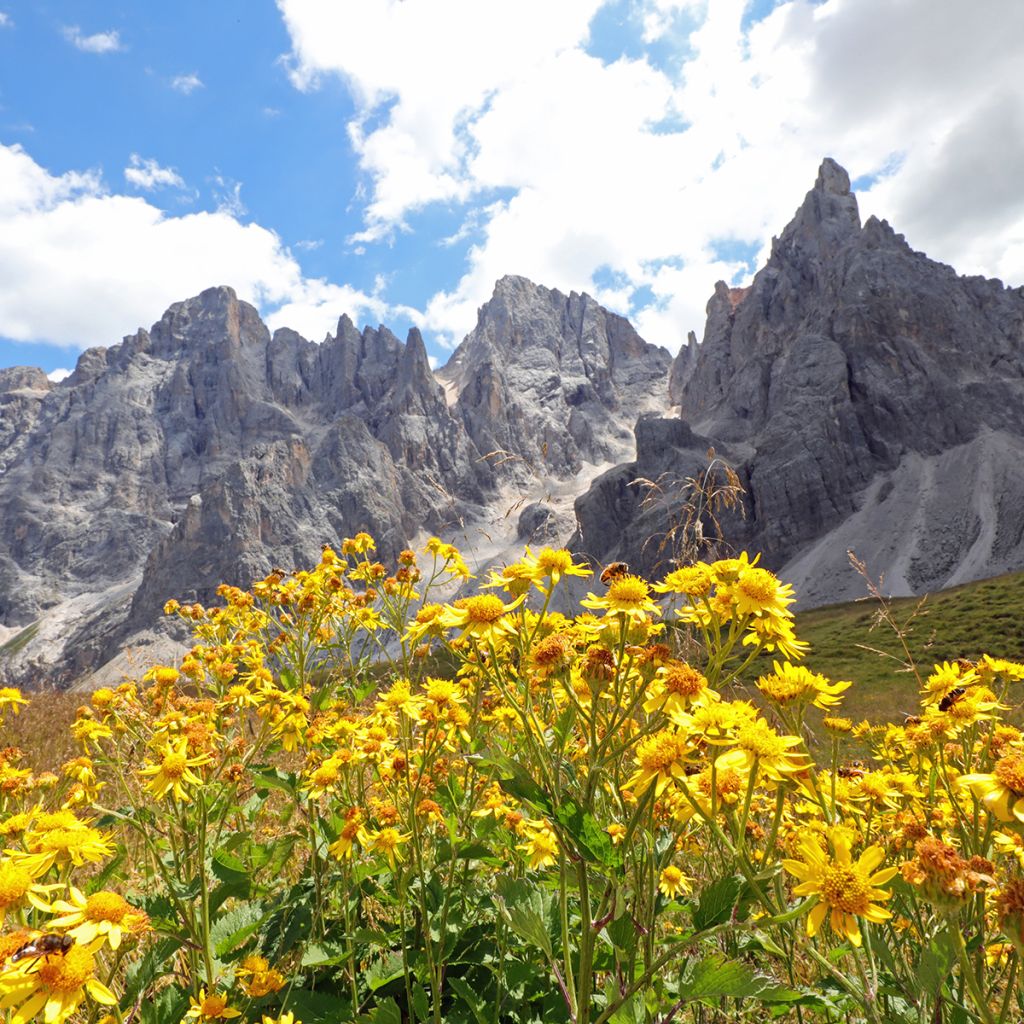 Arnica montana sementes - Tabaco-dos-saboianos